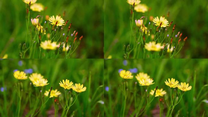 公园小黄花苦荬菜