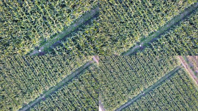 无人机视点的绿色玉米作物田的鸟瞰图，农业工业的俯视图。