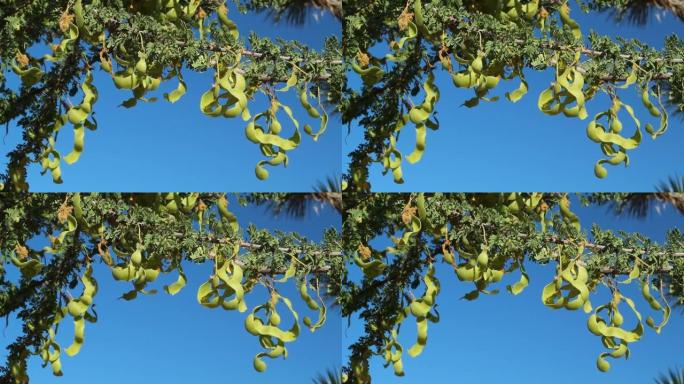 塞内加利亚格雷吉水果-约书亚树NP-072020 V A