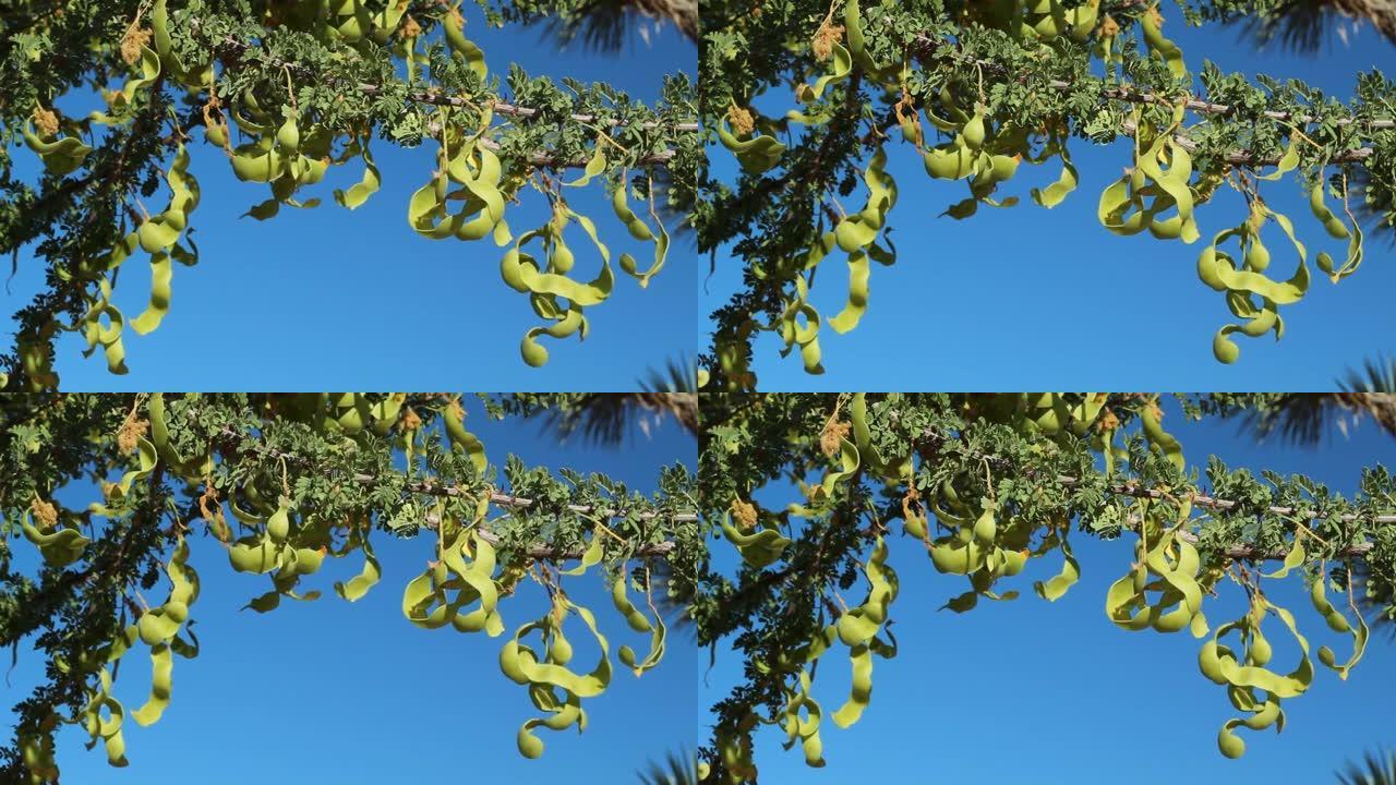 塞内加利亚格雷吉水果-约书亚树NP-072020 V A
