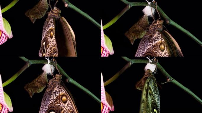 猫头鹰蝴蝶从蛹中出现的过程，时间流逝，蝴蝶从蛹中诞生并摇动翅膀，认知和教育辅助，微距摄影