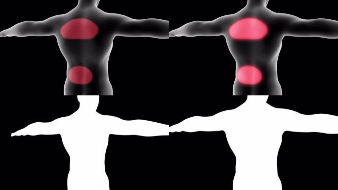 男性x射线全息图的3d动画显示了带有alpha通道的背部疼痛区域
