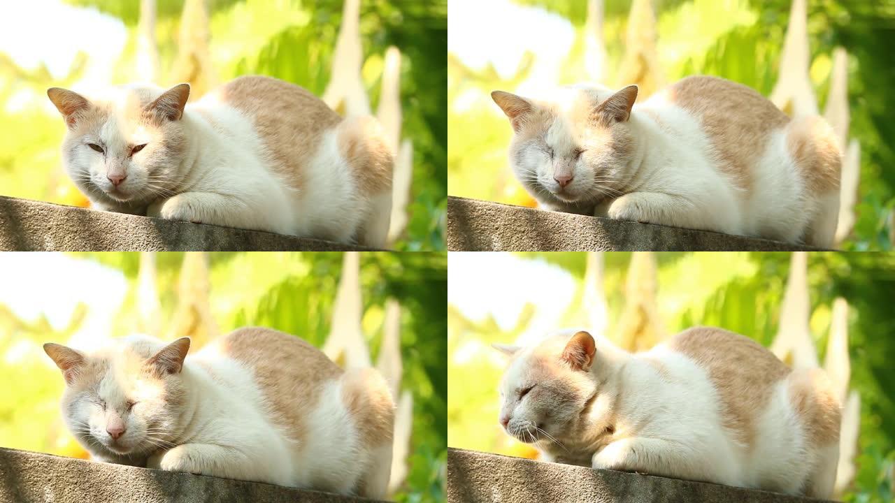 睡在栅栏上的老猫