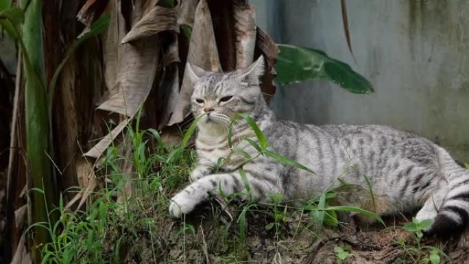 虎斑猫将美国短毛猫和波斯人混合在一起，在花园中寻找带有雷达耳朵的鸟声。