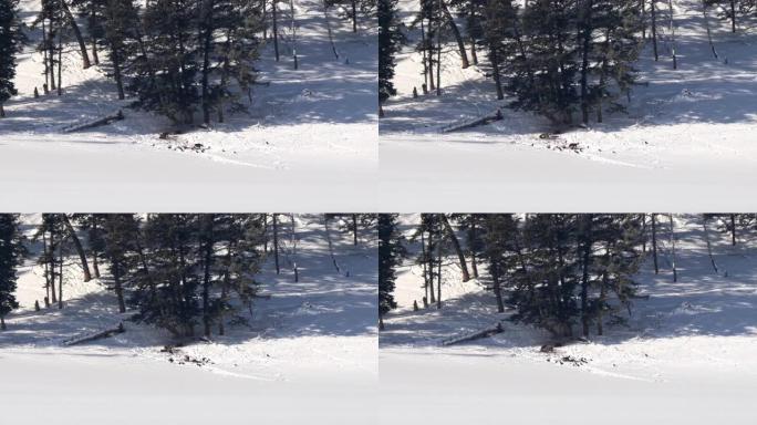 在黄石公园的冬雪中玩耍的狼群的远射