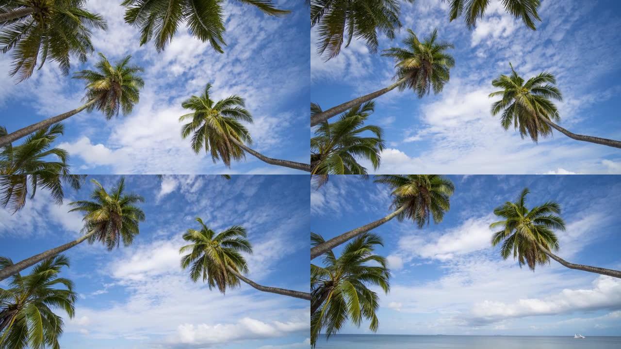 晴朗的天空和棕榈树下的Tropicana海洋海滩