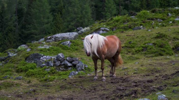 哈弗林格山马马种分类高山马野外马