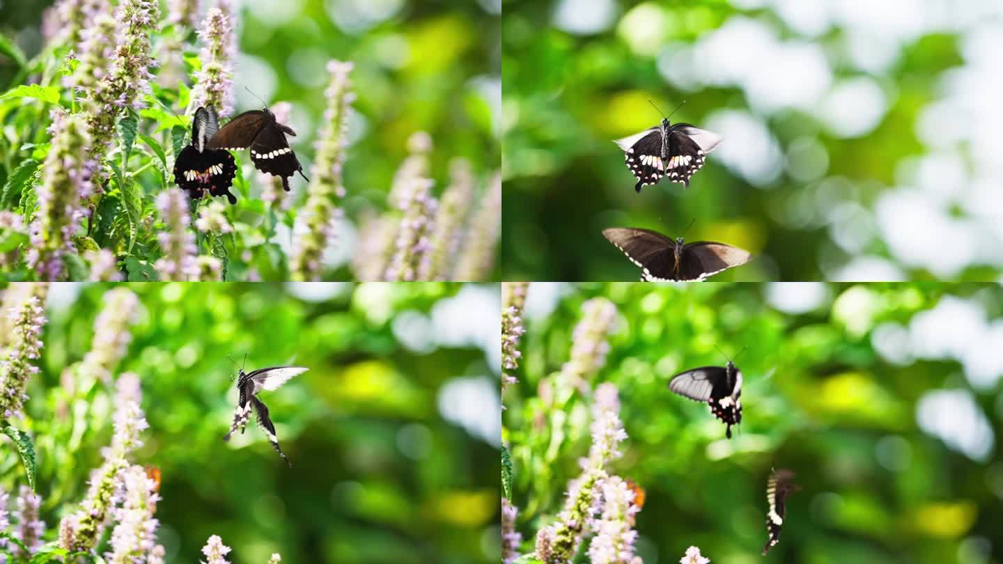 昆虫授粉采蜜合辑两只蝴蝶双双对对起舞