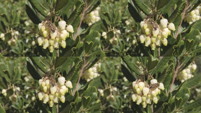 宏4k镜头昆虫蜜蜂的细节以花蜜为食并授粉杨梅的花朵