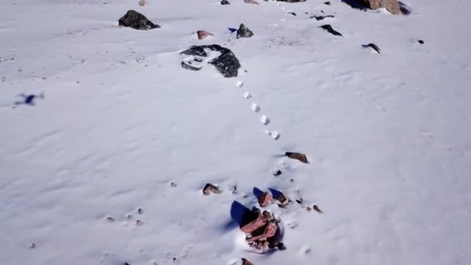 兔子在山上的雪地里追踪