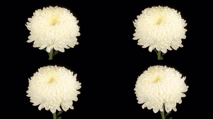 美丽的白菊花开花朵延时