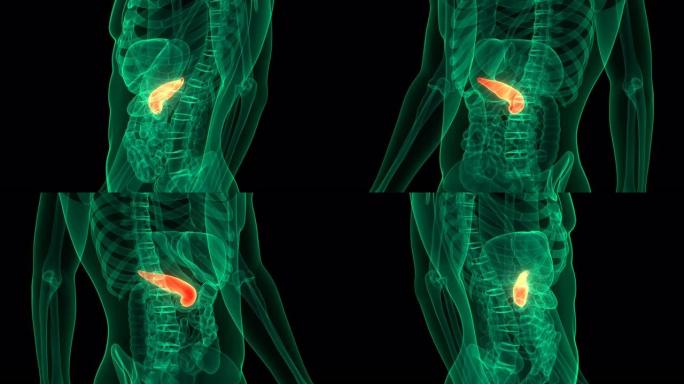 人体内脏器官胰腺解剖动画概念