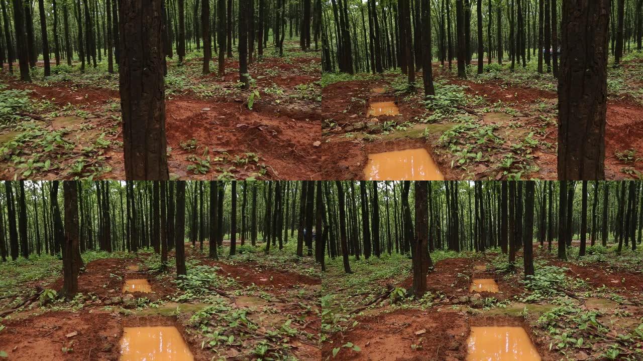 在森林中挖掘整体以保护雨水
