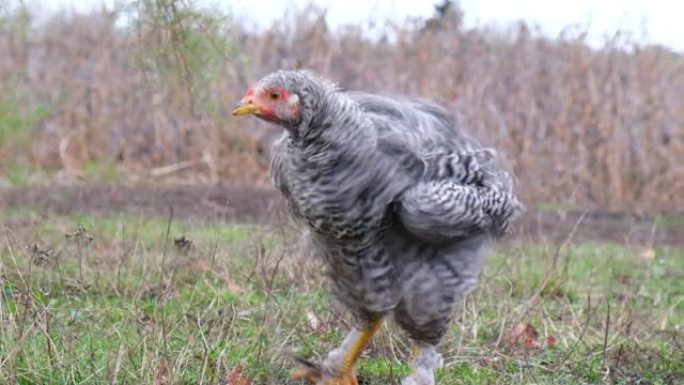 母鸡在农场的院子里吃草。超级慢动作240