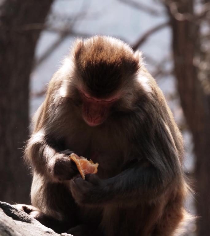 连云港花果山景区进食的猴子