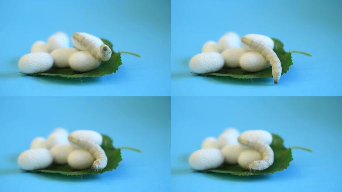 桑叶上的蚕和蚕cocoons