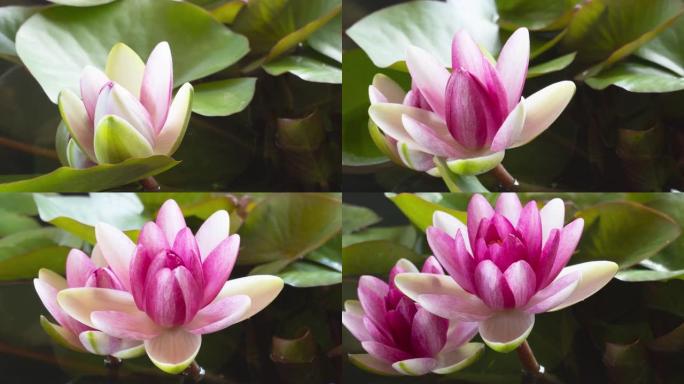 粉红色莲花睡莲花朵在池塘中开放的时光倒流，睡莲盛开