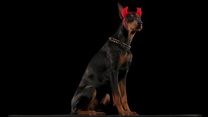 杜宾犬在黑色背景下被隔离在工作室中。这只狗坐在完全生长的状态下，以慢动作在两侧扭曲着戴着红色角的头。