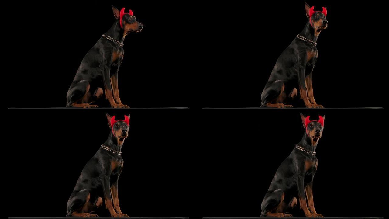 杜宾犬在黑色背景下被隔离在工作室中。这只狗坐在完全生长的状态下，以慢动作在两侧扭曲着戴着红色角的头。