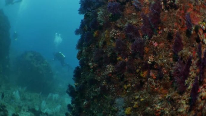 台湾海底岩石上的软珊瑚群落