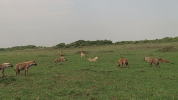 许多鬣狗看着三只狮子，准备对抗