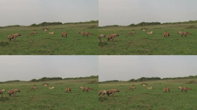 许多鬣狗看着三只狮子，准备对抗