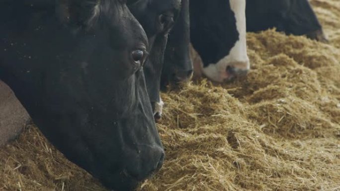 奶牛在大型奶牛场吃青贮饲料，产奶