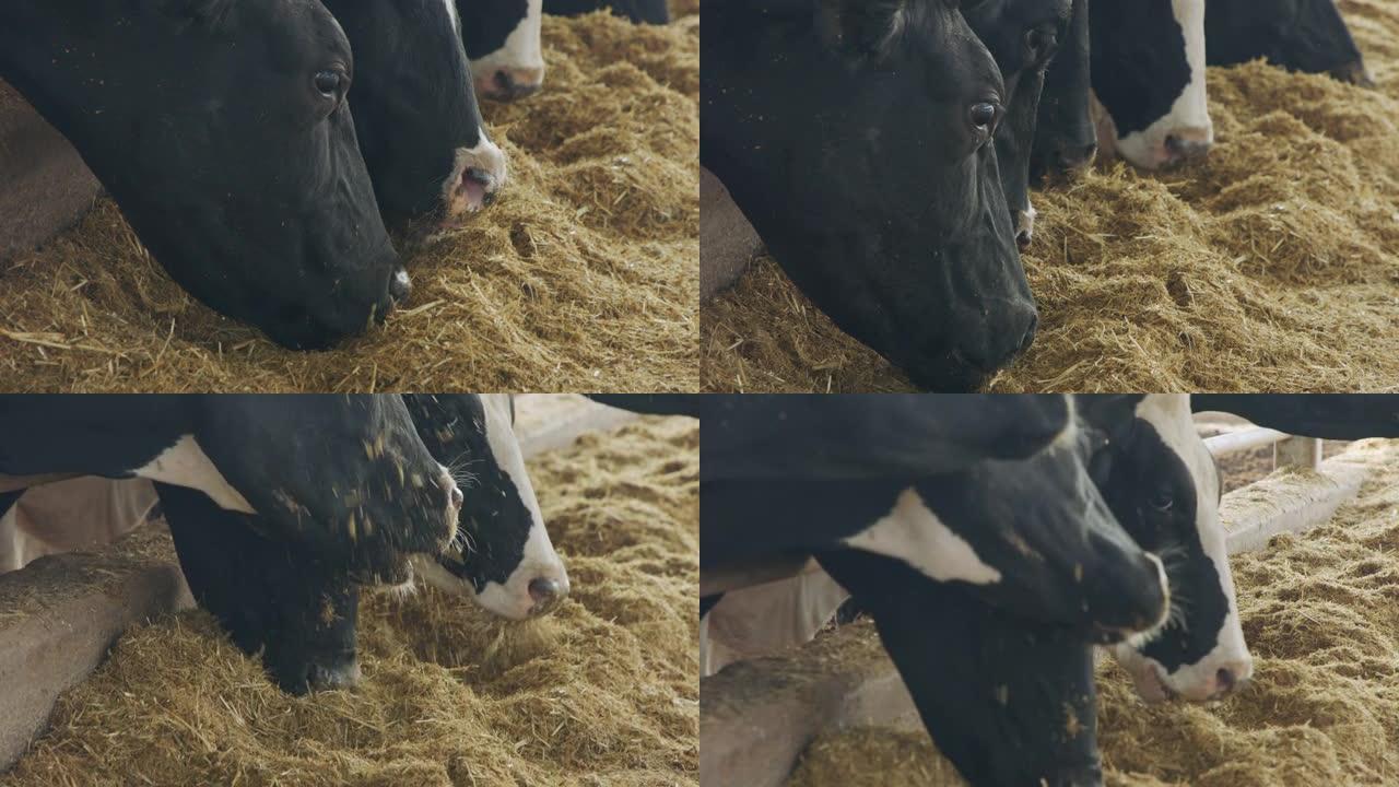 奶牛在大型奶牛场吃青贮饲料，产奶