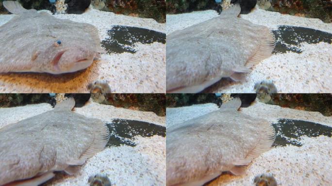 大扁鱼在清澈干净的水中躺在白沙上