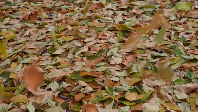 秋天的颜色 -- 地面上的叶子