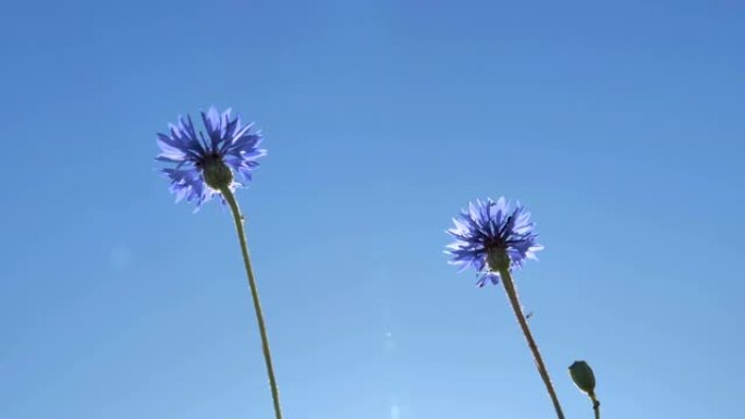 晴天蓝色雏菊花的摇曳茎