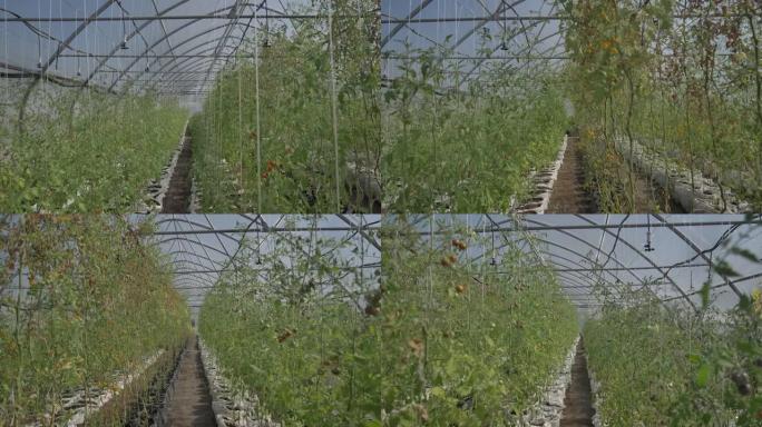 巨大的温室空间，生长着番茄灌木