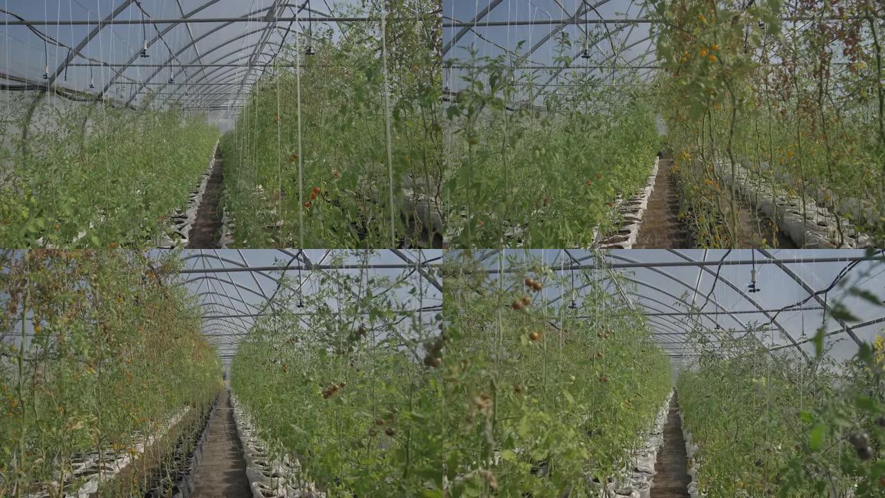 巨大的温室空间，生长着番茄灌木