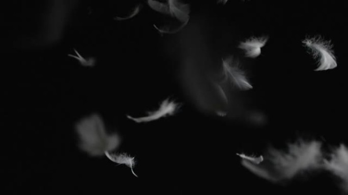 许多飞白羽毛的美丽纹理用于合成，在黑色背景上孤立。用于混合或转换的屏幕模式。慢动作200 fps