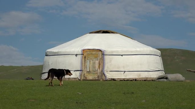 一只黑狗独自站在真正的白色蒙古包帐篷前