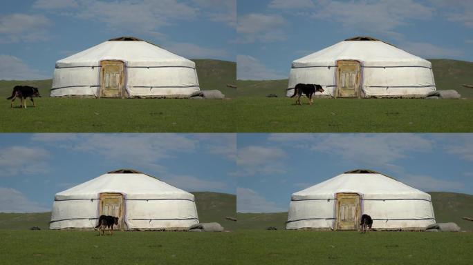 一只黑狗独自站在真正的白色蒙古包帐篷前