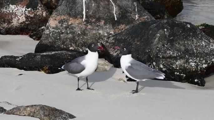情侣海鸥在加勒比海的沙滩上唱歌