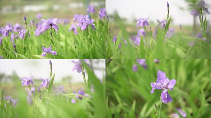 紫色花 叶子 植物 花 鸢尾花 紫色