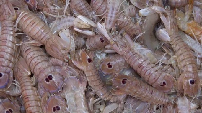 螳螂虾 (pacchero，canocchia或pannocchia) 在西西里岛卡塔尼亚的鱼类市场