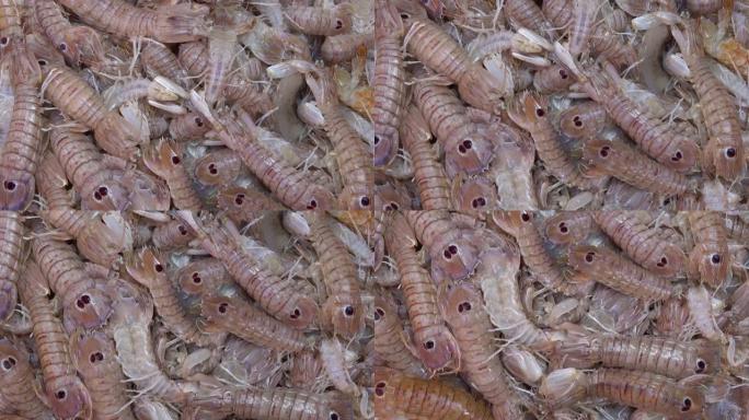 螳螂虾 (pacchero，canocchia或pannocchia) 在西西里岛卡塔尼亚的鱼类市场