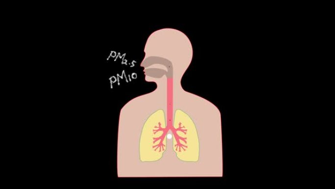 一段视频显示了细小灰尘进入肺部的过程。