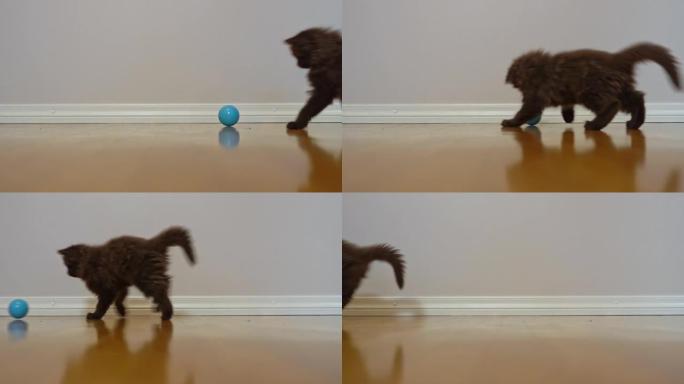 小猫玩球。苏格兰折叠。
