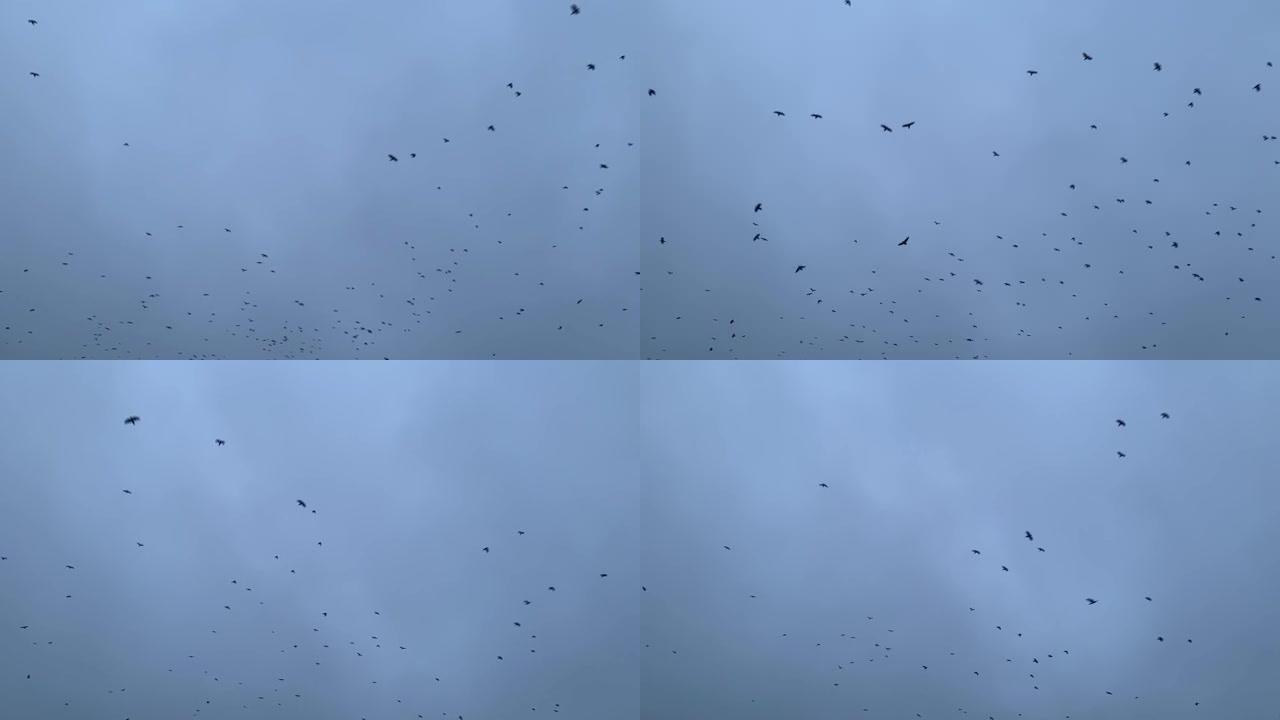 乌鸦群在傍晚的天空中飞翔