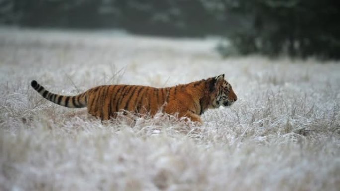 西伯利亚虎 (Panthera tigris altaica) 在积雪覆盖的田野上奔跑，慢动作。