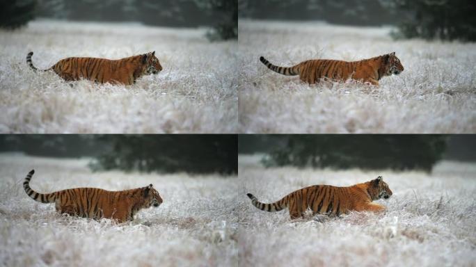 西伯利亚虎 (Panthera tigris altaica) 在积雪覆盖的田野上奔跑，慢动作。