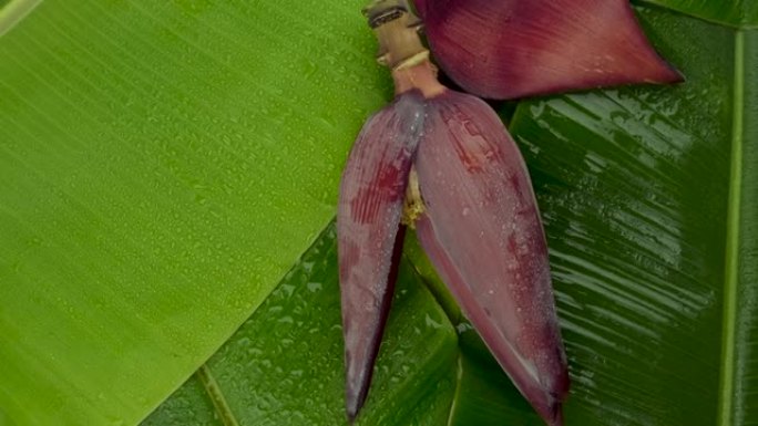 在绿色香蕉叶表面旋转香蕉花的镜头