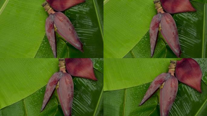 在绿色香蕉叶表面旋转香蕉花的镜头