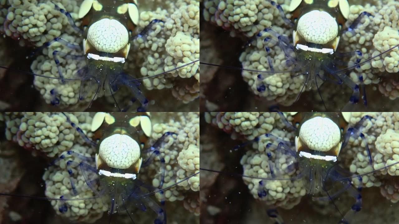 孔雀尾海葵虾