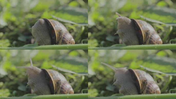 自然环境中的蜗牛。蜗牛在花园里爬行。绿色背景上的蜗牛特写。
