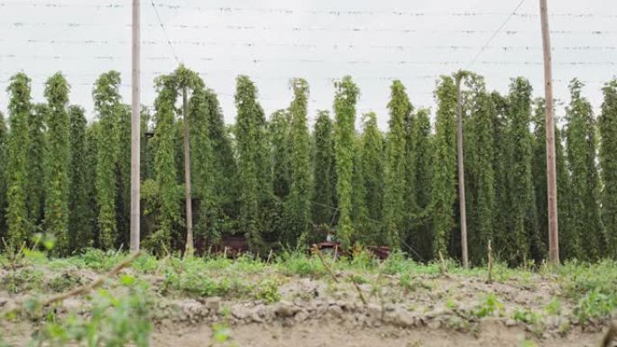 在田间收获啤酒花。种植园工人用落到啤酒花拖车上的成熟啤酒花锥切割茎